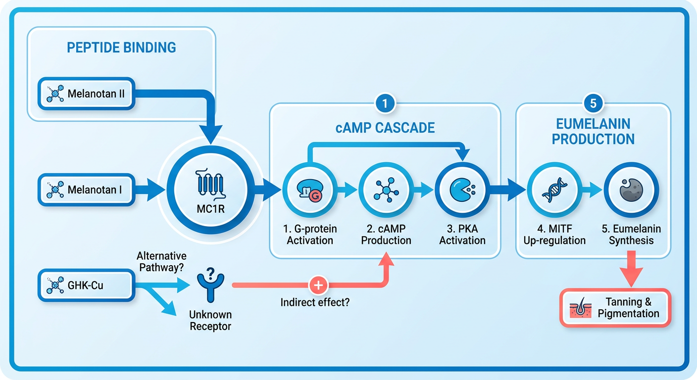 Process Flow Diagram