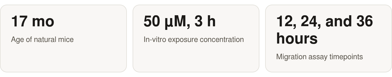 The key numbers: 5 mg/kg i.p., every Mouse peptide dose; 17 mo Age of natural mice; 50 µM, 3 h In‑vitro exposure concentration; 12, 24, and 36 Migration assay timepoints