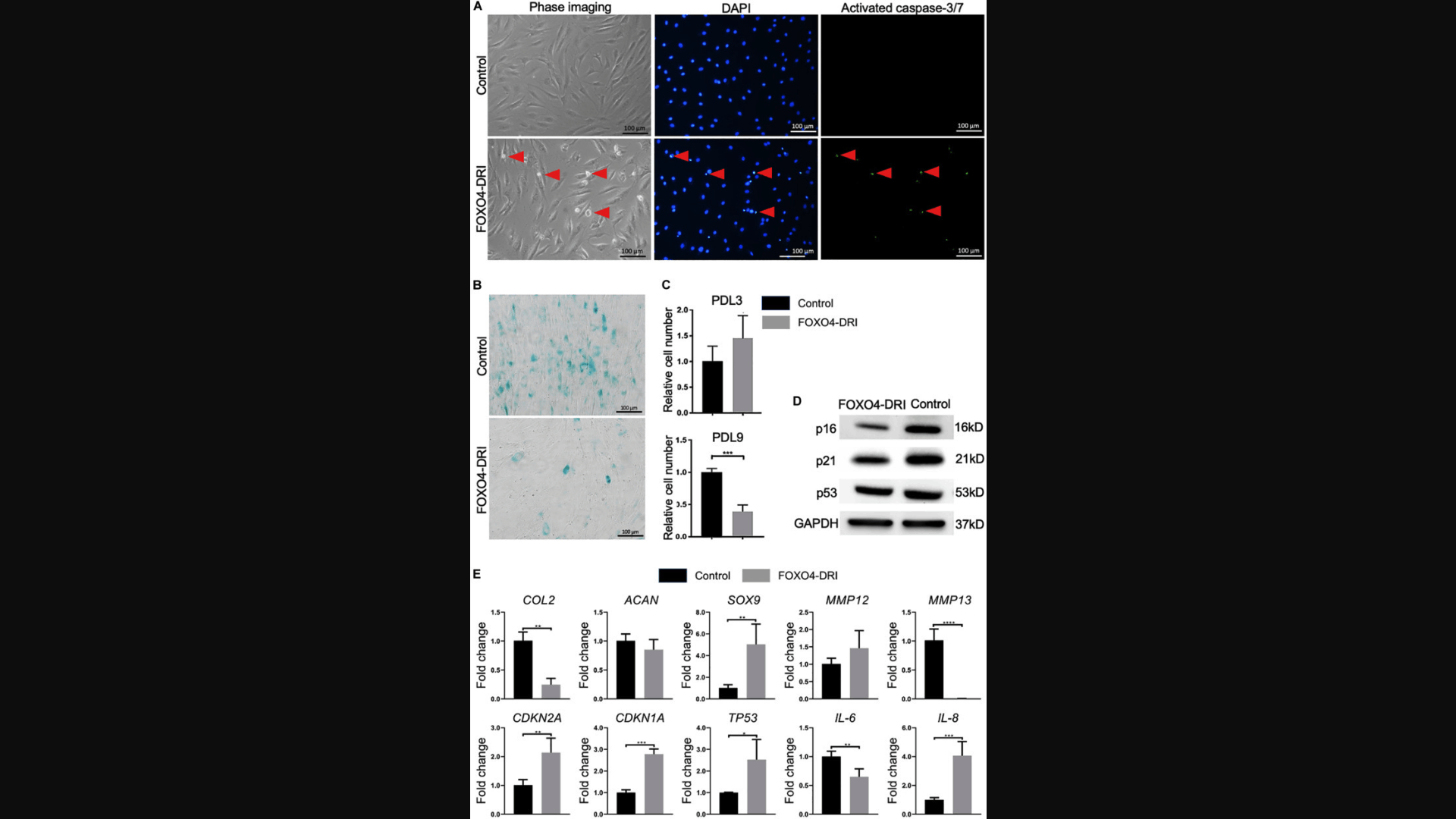 Screenshot: Figure illustrating FOXO4‑DRI disruption of the FOXO4‑p53 interaction and resulting apoptosis of senescent cells